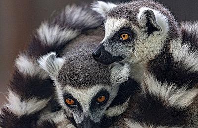 《传送门RTX》12月8日发售 DLSS 3特性展示